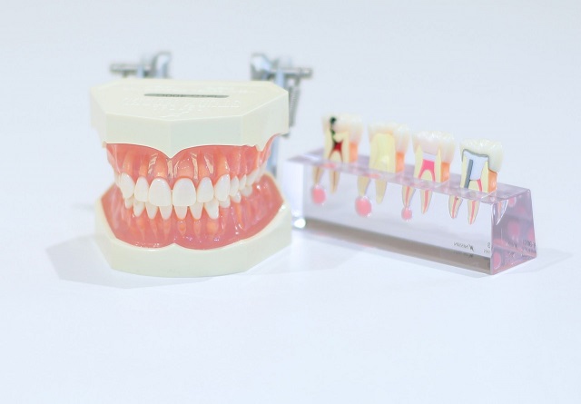 一生付き合う歯の役割